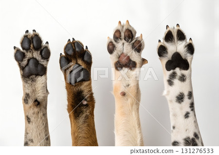 Close-up of dog paws with different colored fur against a white surface, animal anatomy and pet care concept 131276533