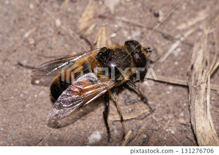 Honeybee resting on a wall 131276706