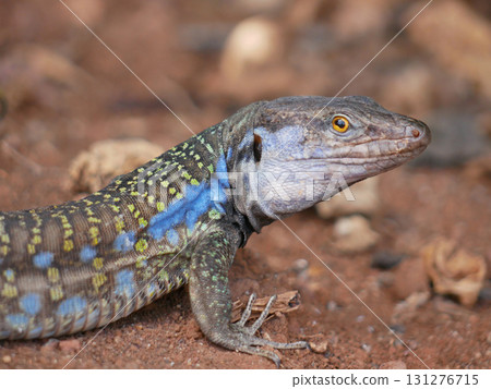 Colorful Lizard on the Ground 131276715