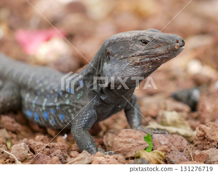 Colorful Lizard on the Ground 131276719