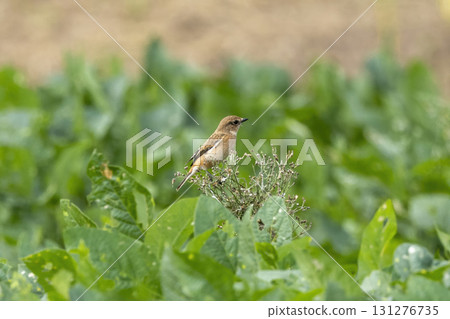 Red flycatcher that flew to the farmland in autumn Red flycatcher that flew to the farmland in autumn 131276735