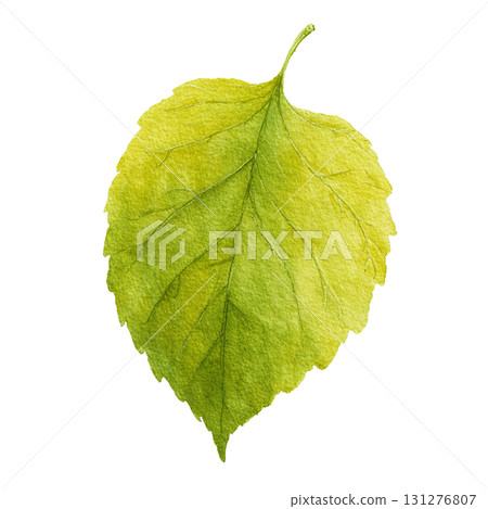 Watercolor-style green leaf illustration material | Simple, cut-out, transparent PNG 131276807