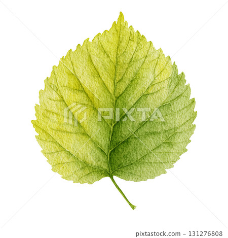 Watercolor-style green leaf illustration material | Simple, cut-out, transparent PNG 131276808