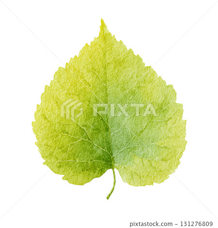 Watercolor-style green leaf illustration material | Simple, cut-out, transparent PNG 131276809
