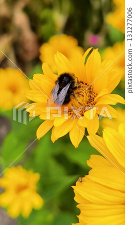 Bumblebee on the Sun Flower: a symbol of summer and pollination Bumblebee on the Sun Flower: a symbol of summer and pollination 131277006