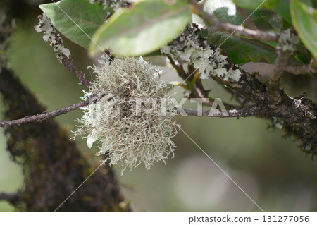 Usnea Lichen on Tree Branch in Anaga Forest, Tenerife Usnea Lichen on Tree Branch in Anaga Forest, Tenerife 131277056