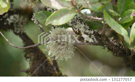 Usnea Lichen on Tree Branch in Anaga Forest, Tenerife 131277057