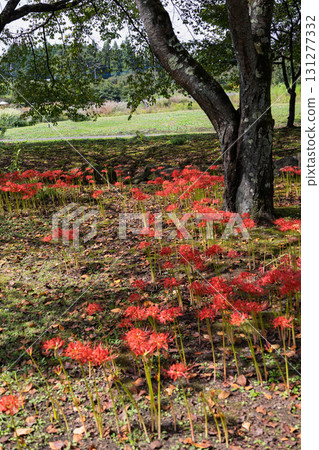 Cluster amaryllis blooming in the gardens of Nakanojo Gardens Cluster amaryllis blooming in the gardens of Nakanojo Gardens 131277332