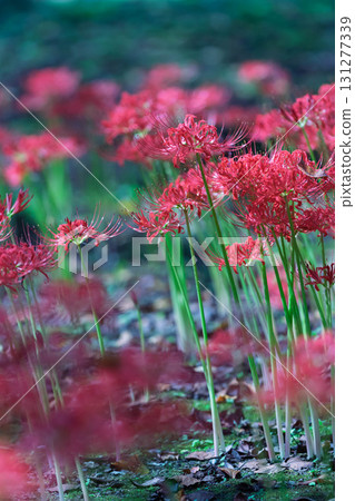 中之條庭園內盛開的石蒜花 131277339