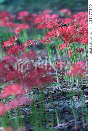 中之條庭園內盛開的石蒜花 131277340