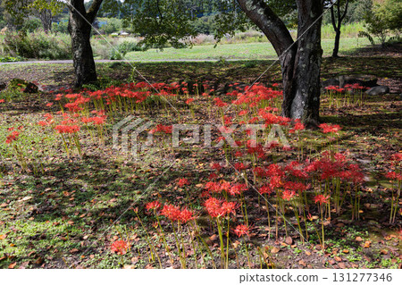 中之條庭園內盛開的石蒜花 中之條庭園內盛開的石蒜花 131277346