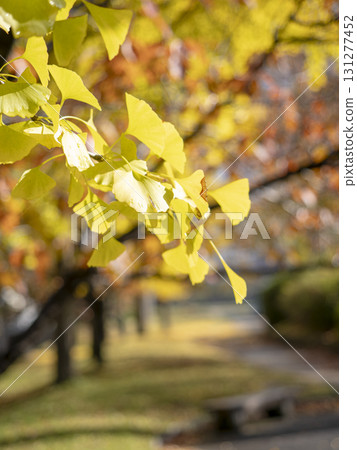 Ginkgo trees in the park swaying in the sunlight Ginkgo trees in the park swaying in the sunlight 131277452