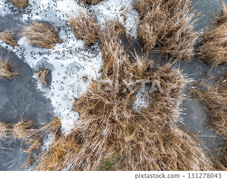 Aerial view of a marsh grassland in winter with frost covered cattails 131278043