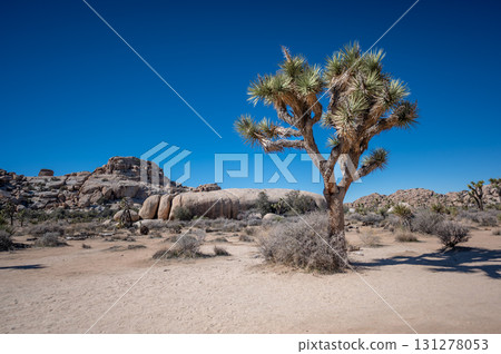 Joshua tree stands tall against a clear blue sky in the desert landscape during midday 131278053