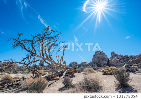 Stark beauty of a desert landscape with twisted trees and rugged rock formations under a bright sun 131278054