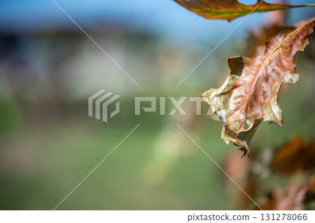 Close-up of a dried oak leaf with vibrant colors against a blurred green background in early autumn sunlight 131278066