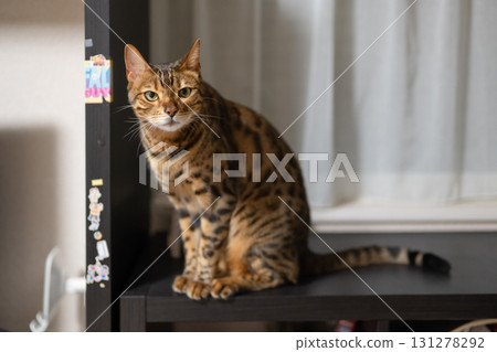 一隻貓盯著你 一隻貓盯著你 131278292