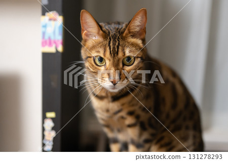 A cat staring at you 131278293