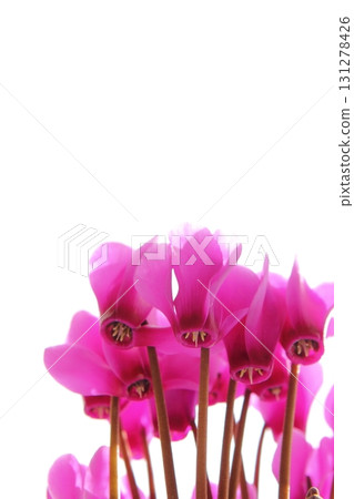 Close-up of pink cyclamen [white background] 131278426