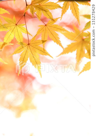 黃色楓葉的特寫 [白色背景] [天空背景] 131278429