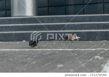 Two pigeons are searching for food on a clean sidewalk outside a tall building. The area is well maintained and the sun is out creating a bright scene. 131278540