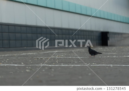 lone pigeon strolls across the pavement in an urban environment with a modern building in the background. The setting is calm and the bird appears curious as it explores for food. lone pigeon strolls across the pavement in an urban environment with a modern building in the background. The setting is calm and the bird appears curious as it explores for food. 131278545