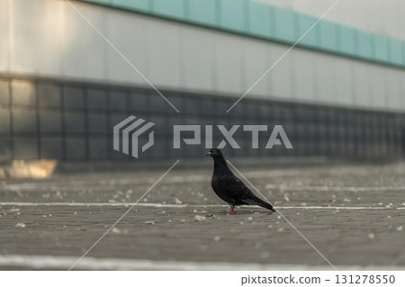solitary pigeon explores the pavement in an urban setting. With soft morning light illuminating the scene it moves gracefully among fallen leaves and debris. 131278550