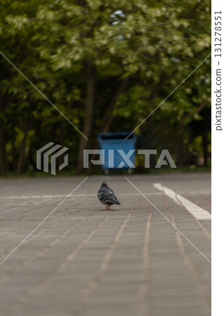 pigeon is seen walking along a patterned pathway in a park. The background features green trees and a blue trash bin suggesting a calm outdoor setting. 131278551