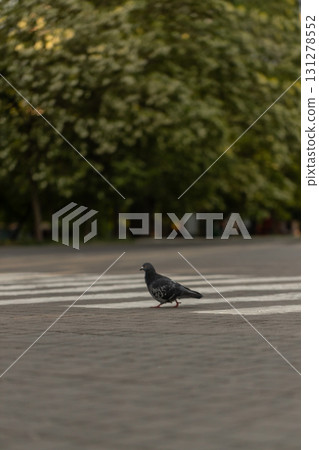 pigeon crosses a pedestrian crossing in a bustling city environment. The scene captures the calm moment amid city life surrounded by greenery and urban structures. pigeon crosses a pedestrian crossing in a bustling city environment. The scene captures the calm moment amid city life surrounded by greenery and urban structures. 131278552