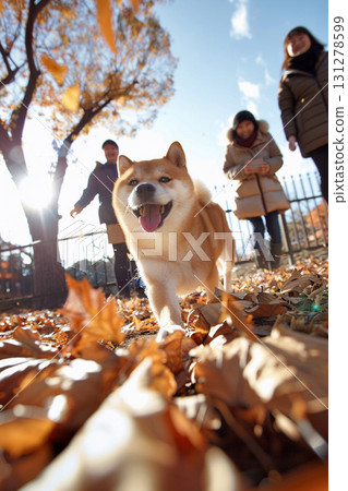 A Shiba Inu walking with his family in the autumn sunshine 131278599