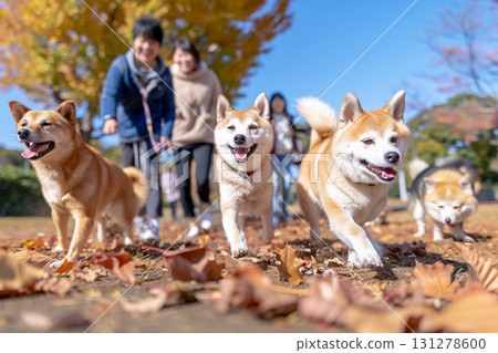 Shiba Inu dogs and their owners running energetically through a dog run in autumn 131278600