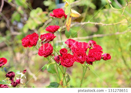 玫瑰花朵橡膠水泥漿 玫瑰花朵橡膠水泥漿 131278651