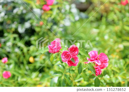 Rose flower Elvation 131278652