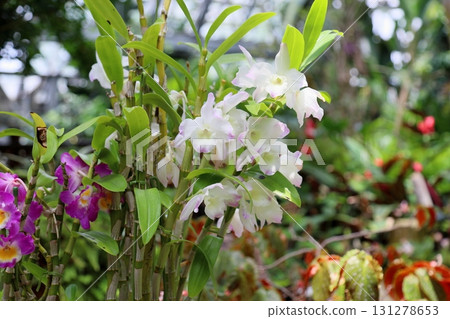 Orchid flower Dendrobium Stream 131278653