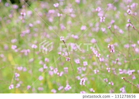 可愛的馬鞭草花班普頓 可愛的馬鞭草花班普頓 131278656