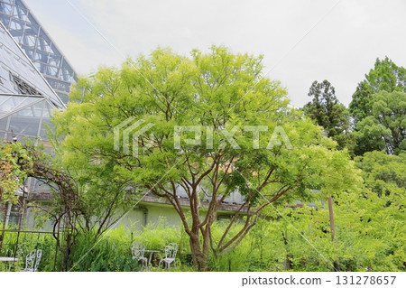 Simonna Neko的花朵 131278657