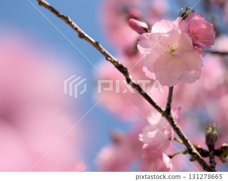 The beautiful pink cherry blossoms "Beniyutaka" bloomed on a sunny April day. 131278665