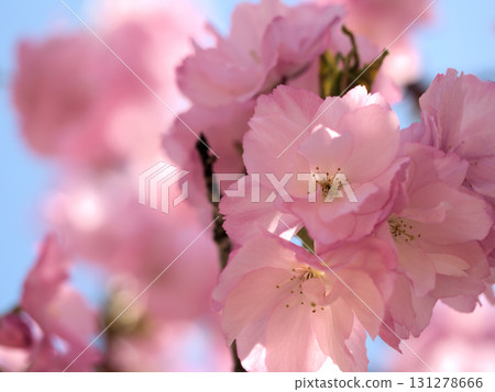 The beautiful pink cherry blossoms "Beniyutaka" bloomed on a sunny April day. 131278666