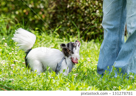 可愛又友善的吉娃娃 可愛又友善的吉娃娃 131278781