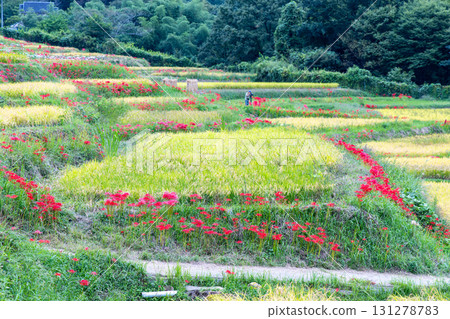 Autumn Terasaka Rice terrace 131278783