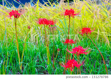 Autumn Terasaka Rice terrace 131278786