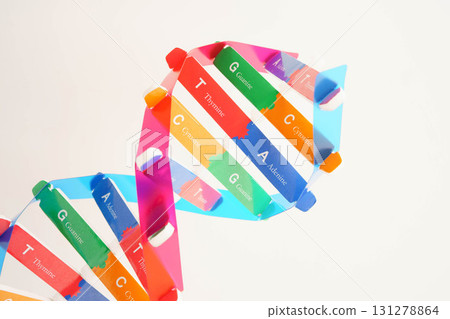 DNA molecule spiral structure model isolated on white background, chromosome and gene chemical science biology. 131278864