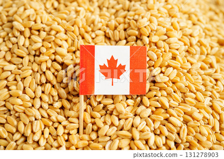 Canada flag on grain wheat, trade export and economy concept. 131278903