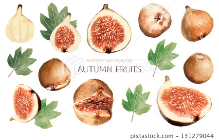 水彩無花果插畫素材集 131279044
