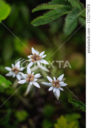 The rare Rebun-usyukisou flower blooming on Rebun Island The rare Rebun-usyukisou flower blooming on Rebun Island 131279078