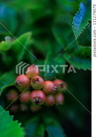 Close-up of natural shiny red berries Close-up of natural shiny red berries 131279079