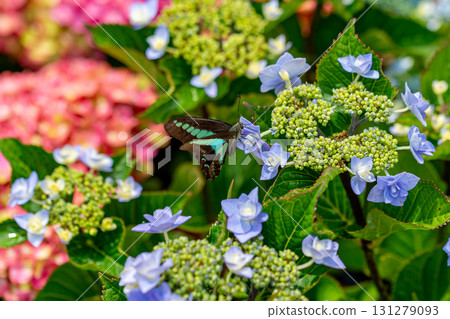 A bluebottle resting on a hydrangea A bluebottle resting on a hydrangea 131279093
