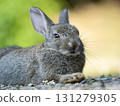 A cute, friendly rabbit waiting to be fed 131279305