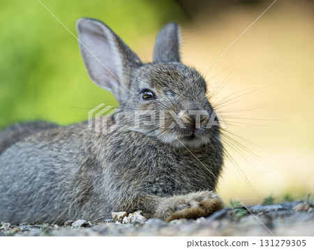 一隻可愛、友善的兔子，等待餵食 131279305