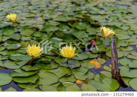 Water lily flowers Water lily flowers 131279460